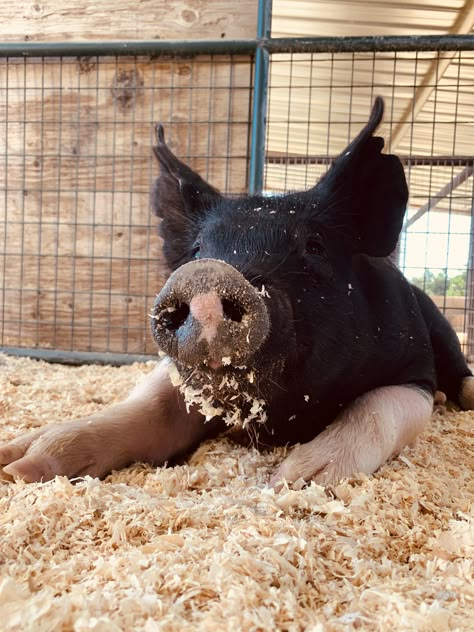 Show Pig Aesthetic, Livestock Outfits, Ranching Aesthetic, Cute Pig Pictures, Vivian Core, Large Animal Veterinarian, Livestock Pictures, Pig Names, Black Pigs