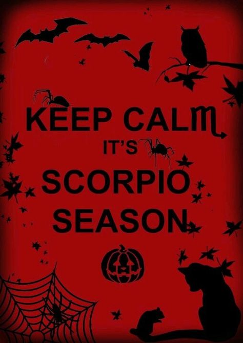 It's Scorpio Season @ http://thestingofthescorpion.wordpress.com/2013/10/03/its-scorpio-season/ Scorpio Season Quotes, Scorpio Halloween, Scorpio Power, November Horoscope, All About Scorpio, Zodiac Quotes Scorpio, Taurus And Scorpio, Season Quotes, Scorpio Love