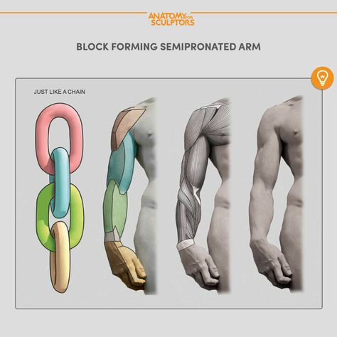 ArtStation - Block-forming an arm, Anatomy For Sculptors Arms Anatomy, Arm Anatomy, Human Anatomy For Artists, Anatomy Studies, Arm Drawing, Anatomy Tutorial, Human Anatomy Drawing, Anatomy Poses, Anatomy For Artists