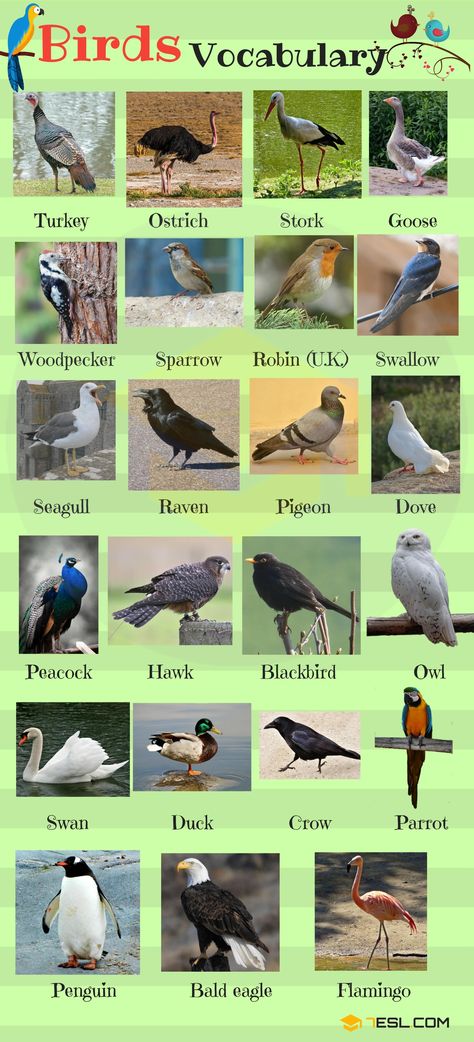 Bird Names: List of Birds with Useful Birds Images - 7 E S L Birds Name List, Animals Name List, Bird Names, Names Of Birds, Birds Images, Animals Name In English, List Of Birds, Vocabulary Exercises, Names List