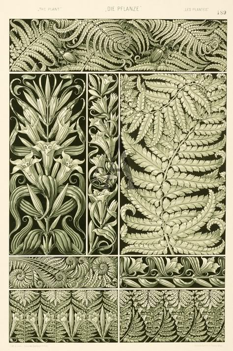 Designs with Plant Motifs (Fern plate), illustration by Anton Seder, from Die Pflanze in Kunst und Gewerbe (The Plant in Art and Trade). Published by Gerlach & Schenk, Vienna, 1890. Art Nouveau. Chromolithographs (some heightened in gold or silver, some heliogravures) Motifs Art Nouveau, Illustration Art Nouveau, Design Art Nouveau, Art Nouveau Illustration, Smart Art, Art Nouveau Design, Art Et Illustration, Botanical Illustrations, Botanical Drawings