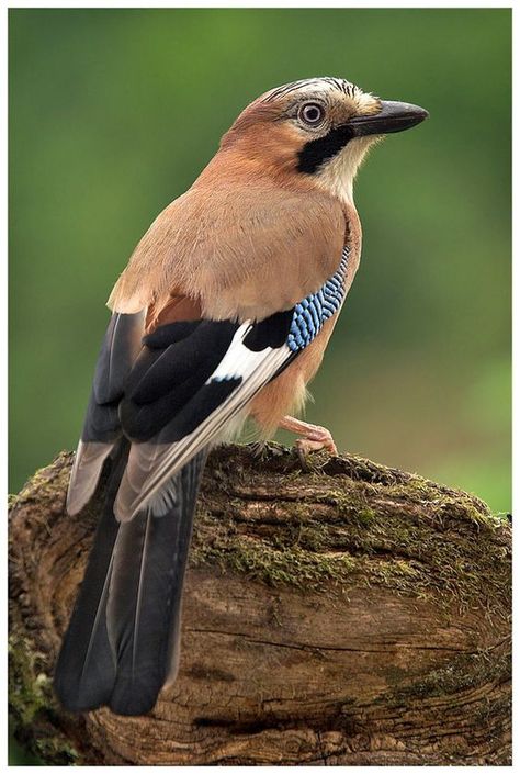 Eurasian Jay, Vietnam Trip, Jay Bird, British Wildlife, Nature Birds, Backyard Birds, Bird Pictures, Exotic Birds, Pretty Birds