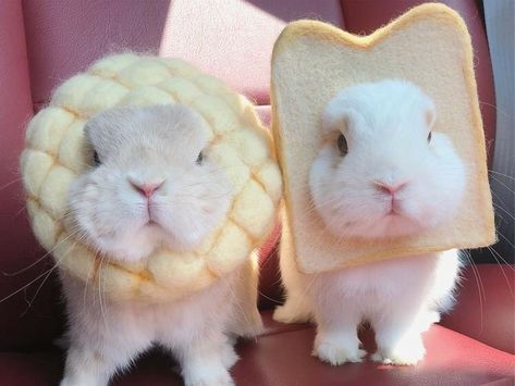 Rabbits, Bread, White, Instagram