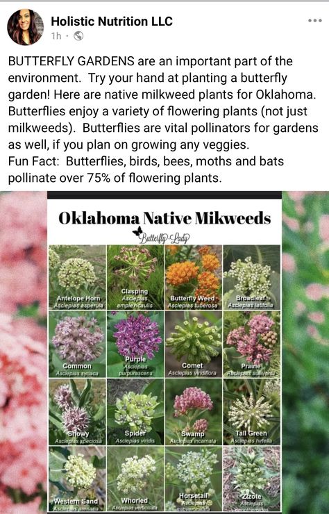 Native Oklahoma Plants, Oklahoma Native Flowers, Oklahoma Garden, Oklahoma Gardening, Garden Sanctuary, Milkweed Plant, Asclepias Tuberosa, Garden Therapy, Garden Bugs