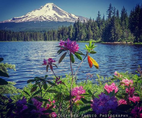 Mt Hood Oregon, Trillium Lake, Oregon Photography, Mount Hood, Mt Hood, Shot Photo, Off The Beaten Path, National Geographic Photos, Nature Scenes