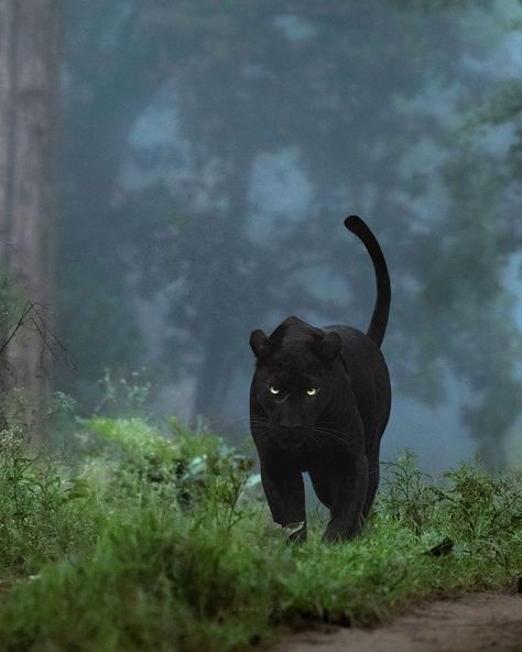 Shaaz Jung (@shaazjung) • Instagram photos and videos Dark Panther, Jungle Wildlife, Black Panther Cat, Panther Pictures, Panther Cat, Jesus Artwork, Wild Animals Pictures, Lovely Creatures, Cat Aesthetic