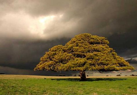 Mustard tree, but in watercolor Mustard Seed Parable, Mustard Tree, Real Estate Rentals, Whatever Is True, Restorative Justice, Magical Tree, Mark 4, Rose Trees, Nature Garden