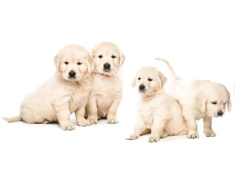 Free Puppies For Adoption, Mixed Breed Puppies, Cute Fluffy Dogs, Puppies Near Me, Free Puppies, Golden Retriever Puppies, Dog Jokes, Super Cute Puppies, Dog Line