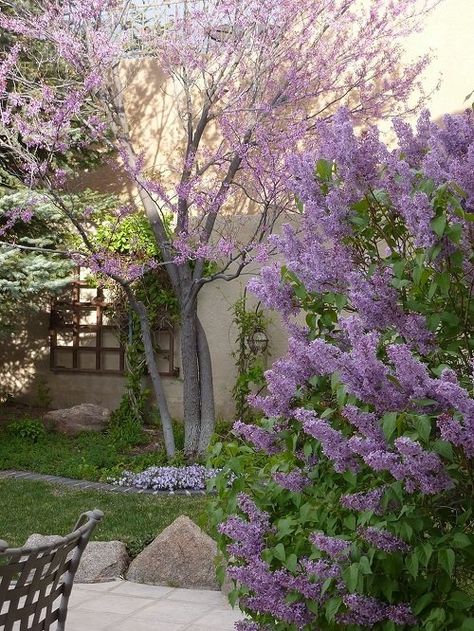 Lilac Garden Ideas, Lilac Landscaping, Lilac Plants, Lilac Cottage, Lilac Plant, Lilac Garden, Spring Cottage, Lilac Bushes, French Flowers