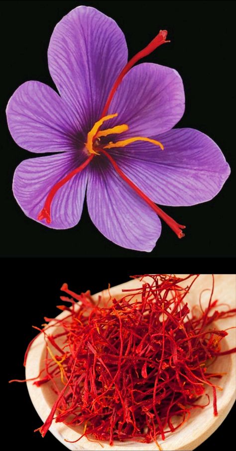 Saffron (spice) Saffron Flowers, Saffron Color, Saffron Recipes, Saffron Spice, Saffron Flower, Micro Photography, Purple Flowers Wallpaper, Flower Subscription, Flowers Wallpaper