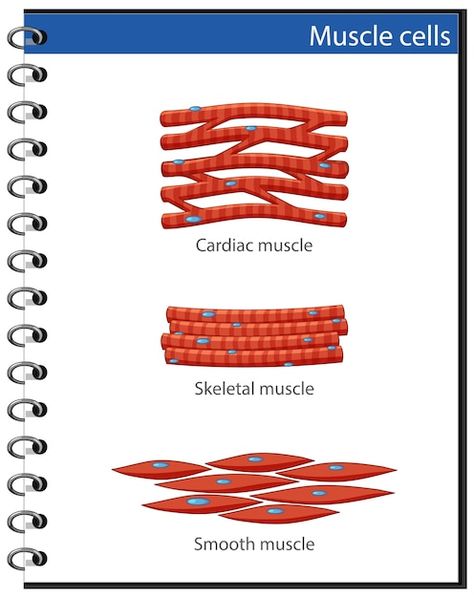 Information poster of muscle cells | Free Vector #Freepik #freevector #physiology #anatomy #human-anatomy #human-cell Human Cell, Muscle Structure, Information Poster, Muscle Anatomy, Social Care, Birthday Template, Human Anatomy, Border Design, Vector Photo