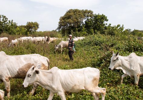 Cattle Rearing, Agricultural Practices, Anglican Church, News Website, Farmer, Government, Cow, Animals