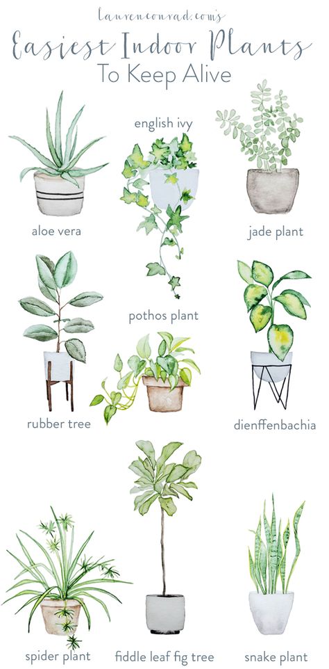 The easiest, and prettiest, house plants to keep alive Kaktus Dan Sukulen, Easy Indoor Plants, Fiddle Leaf Fig Tree, Pothos Plant, Rubber Tree, Jade Plants, Terraria, Money Ideas, Spider Plants