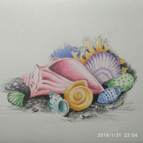 Sea shells in color pencil and pen Shell Drawing, Beautiful Pencil Drawings, Pencil And Pen, Sea Drawing, Shell Tattoos, Beautiful Shells, Drawing Stars, Sea Plants, Nautical Crafts