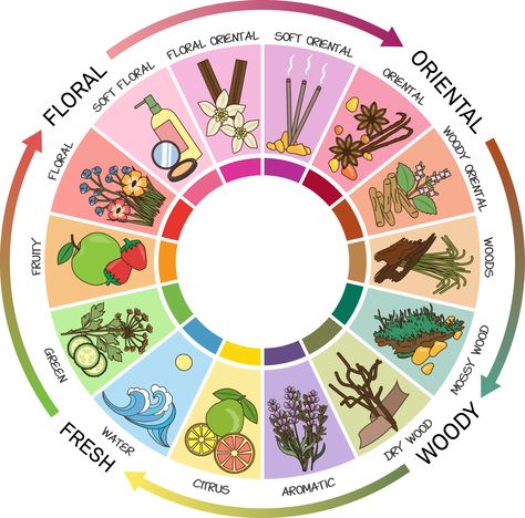 A fragrance wheel is a great visual way to understand how scents relate to each other. #fragrance Learn more about dapperconfidential.com Perfume Making, Oil Diffuser Blends, Best Fragrances, Perfume Brands, Soft Floral, Sweet Fragrances, Fragrance Collection, Diffuser Blends, Perfume Collection