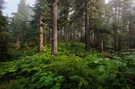 Rainforest Reference, Alaska Forest, Wrangell Alaska, Rainforest Plants, Conservation Of Natural Resources, Temperate Rainforest, Photographers Gallery, Rain Forest, Warrior Cat