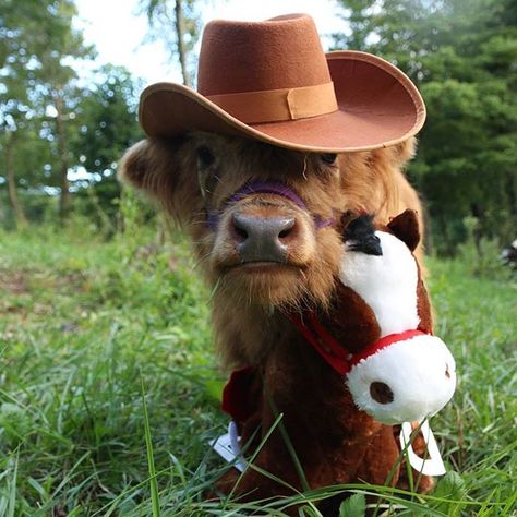 Animals In Cowboy Hats, Cow In A Cowboy Hat, Cow In Cowboy Hat, Cow With Cowboy Hat, Fluffy Cow, Cow Stuff, Country Cow, Cow Photos, Mountain Mama