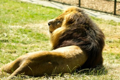 Lion Laying Down, Lounging Pose, Animal Inspiration, Cat Sanctuary, Animal Anatomy, Favorite Animals, Sea Lion, Story Book, Art References