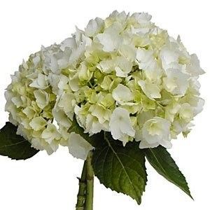 I'm DIY-ing the bouquets for my wedding. I am using all hydrangeas for them, the BM's are goning to be light pink and mine is goning to be ivory. Hydrangea blooms are... Flower Library, Hydrangea Not Blooming, White Wedding Flowers, Ivory Flowers, Fresh Cut Flowers, White Hydrangea, Wholesale Flowers, Hydrangea Flower, Flowers Online