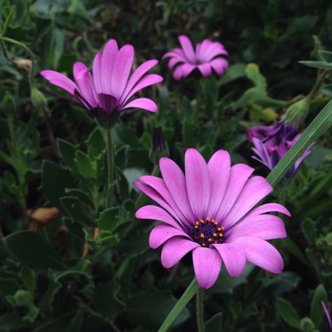 Colombian Flowers, Tattoos, Plants, Flowers