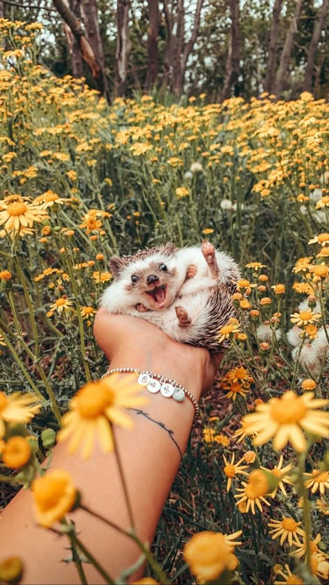 Regnul Animal, Cutee Animals, Cute Small Animals, Cute Animals Puppies, Very Cute Dogs, Cute Hedgehog, Super Cute Animals, Pretty Animals, Cute Animals Images