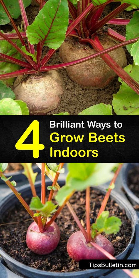 Discover how to grow the best beet greens and beetroot indoors. Use them for pickling, roasting, baking, or eating fresh. Grow Chioggia or Detroit Dark Red beets in full sun with adequate spacing using nutrient-rich potting soil for best results. #grow #beets #indoors How To Grow Beets From Scraps, Planting Beets, Plant Beets, How To Grow Beets, Grow Beets, Beet Plant, Gardening Knowledge, Growing Beets, Regrow Vegetables