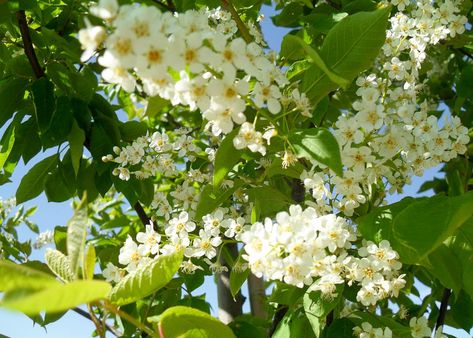 Canada Red Chokecherry | Trees | Garden Gate Nursery Red Dogwood Tree, Chokecherry Tree, Tree With Red Flowers, Canada Red Chokecherry Tree, Sun Valley Red Maple Tree, Tree Meanings, Trees With Red Leaves, Tree Nursery, Perfect Plants