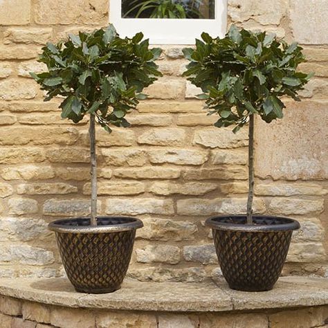 #tree #plants #garden Add a stately look to your home with these beautiful Bay Trees. They are easy to care for and look simply stunning in pots either side of a door or pathway. The foliage has a mouth-watering flavour and can be added to marinades for cooking. Easy to maintain these Bays enjoy moist but well-drained soil. Supplied as a pair of Standard Bay Trees 70-80cm tall (from the base of the pot), with a shaped head Click link for futher info or to purchase!! Bay Trees, Small Trees For Garden, Holly Plant, Laurus Nobilis, Bay Tree, Holly Tree, Garden Shrubs, Decorative Planters, Evergreen Shrubs