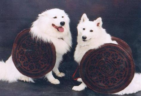 Samoyed Oreo Costume Oreo Costume, Puppy Halloween Costumes, Costumes Couples, Pet Halloween Costumes, Dog Halloween Costumes, Dog Costumes, Dog Costume, Halloween Animals, Baby Puppies