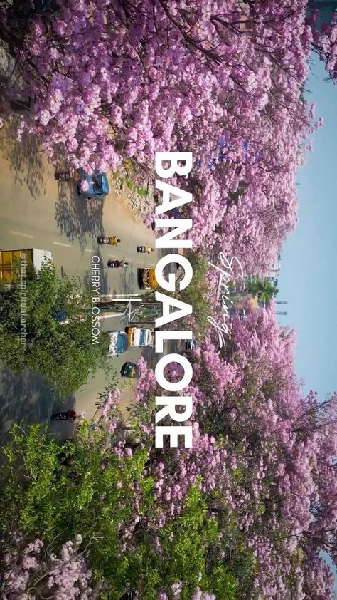 #BangaloreCherryBlossom #BangaloreCity #urstrulyshailesh National Law University Bangalore, Bangalore City Aesthetic, Kannada Aesthetic, Nlsiu Bangalore, Iisc Bangalore, Bangalore Aesthetic, Iim Bangalore, Blue Marble Wallpaper, Ber Months