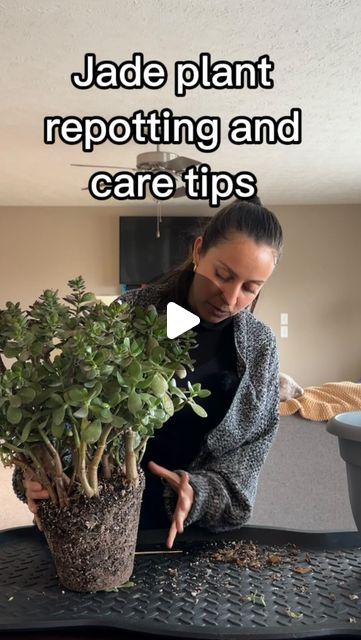 Jade Plant Outdoor, Large Jade Plant Indoor, Jade Plant Decor Ideas, Bonsai Plants Indoor, Jade Plant Bonsai, Jade Succulent, Jade Bonsai, Jade Tree, Jade Plant