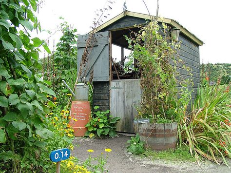 Allotment shed at Eden Project Rustic Dinner Party, Allotment Plan, Allotment Shed, Rustic Dinner, Herb Growing, Shed Of The Year, Veg Patch, Kitchen Gardens, Stable Door