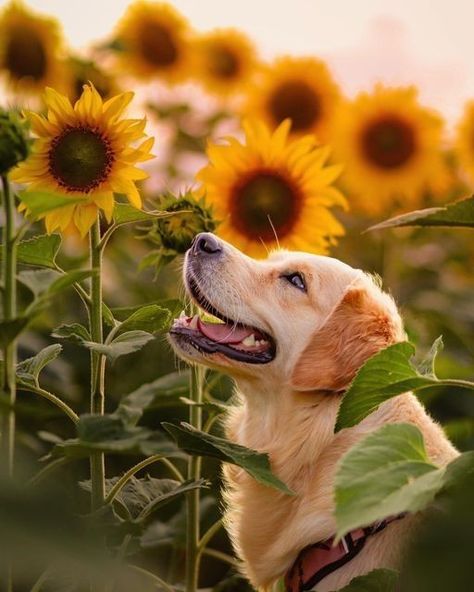 Fall Puppy Photoshoot, Fall Puppy, Sunflower Photo, Sunflower Pictures, Golden Life, Dog Photoshoot, Spiced Cider, Very Cute Dogs, Lovely Creatures