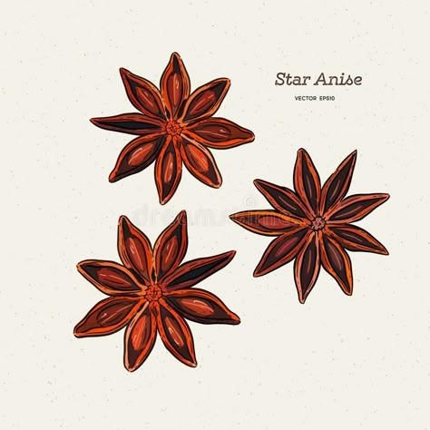 Herbal Nutrition, Plant Sketch, Anise Star, Herbs Illustration, Plant Sketches, Mughal Art Paintings, Drawing Stars, Anise Seed, Canvas Learning