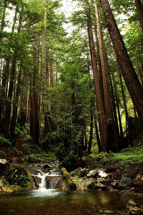 redwood trees big sur california Pacific Coast Highway Pacific Coast Highway Road Trip, Redwood Trees, Camping Photography, Redwood Tree, Big Sur California, Redwood Forest, Have Inspiration, Pacific Coast Highway, Family Road Trips