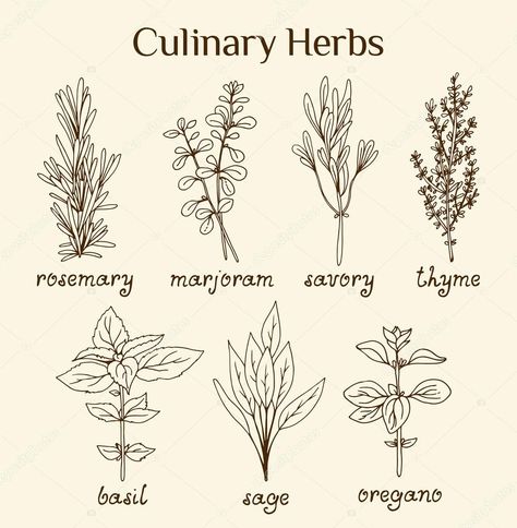 Spices Doodle, Herb Sketches, Thyme Drawing, Herb Drawings, Doodle Plants, Herbal Candy, Herbs List, Primitive Stitchery, Tattoo Board