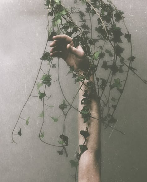 (by Rene Silbernagel) Sprout Dc Poison Ivy, Adam Parrish, Ya Fantasy, Three Rivers, Poison Ivy, Chiaroscuro, Gotham City, Dragon Age, Character Aesthetic