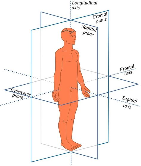 Anatomical Planes and axes in a Human-All body movements occur in different planes and around different axes Anatomical Planes, It Band Pain, Science Diagrams, Glute Medius, Single Leg Bridge, Human Body Science, How To Remember, Core Exercise, Human Body Art