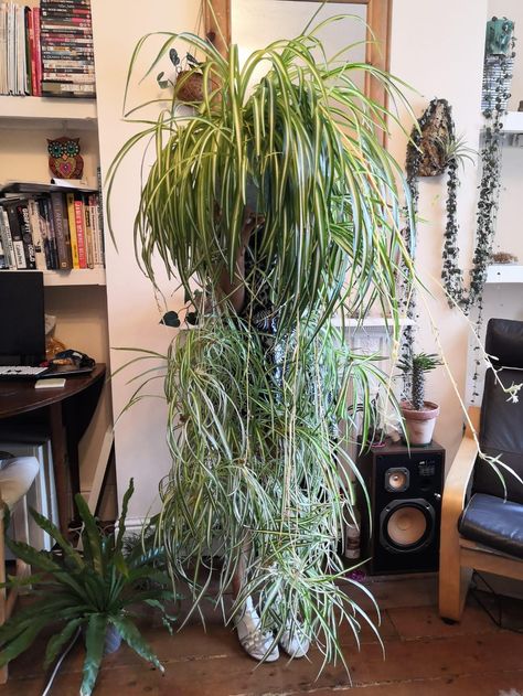 Spider Plant Indoor, How To Make Spiders, Spider Plant Care, Chlorophytum Comosum, Large Spiders, Plant Window, Plant House, Spider Plant, Window Light