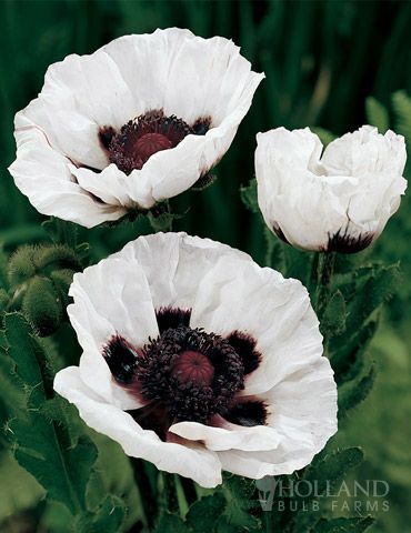 Papaver Orientale, Perry White, Goth Garden, Poppy Garden, White Poppy, Black Garden, Moon Garden, White Gardens, Fall Plants