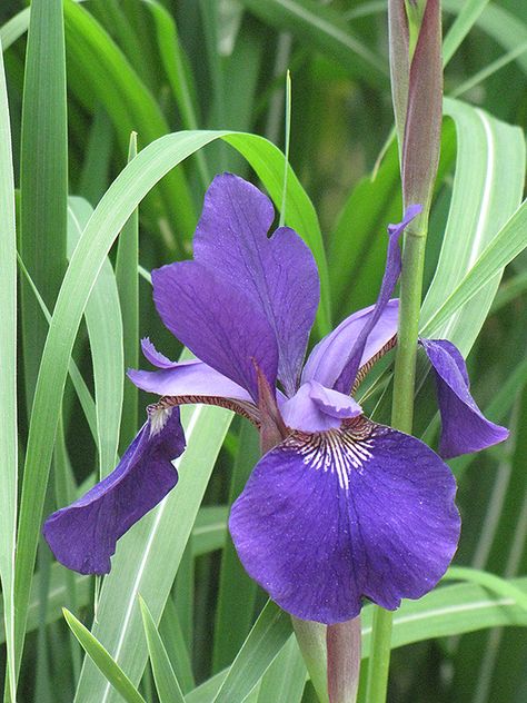 Garden Reference, Iris Sibirica, Siberian Iris, Tall Flowers, Plant Tags, Late Spring, Herbaceous Perennials, Grass Seed, Herb Seeds