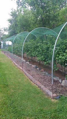 Blueberry Gardening, Plantarea Legumelor, Orchard Garden, Berry Garden, Garden Netting, Veg Garden, Garden Yard Ideas, Vegetable Garden Design, Food Garden