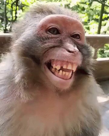 Monkey Laught GIF – Monkey Laught Monkey laught – discover and share GIFs Monkey Gif, Meme Gif, Hodge Podge, Monkeys Funny, Animated Gif, Cool Gifs, Funny Gif, Gif, Funny