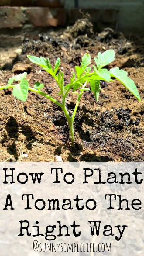 How To Plant Tomatoes, Tomatoes Plants Problems, Tanaman Tomat, Plant Tomatoes, Growing Tomato Plants, Plant Problems, Plant Growing, Garden Veggies, Veg Garden