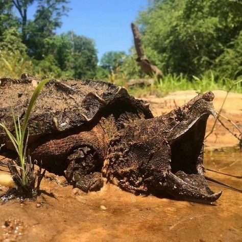 Matamata Turtle, Alligator Snapping Turtle, Bizarre Animals, Snapping Turtle, Tortoise Turtle, Interesting Animals, Reptiles And Amphibians, Wildlife Animals, Animals Of The World