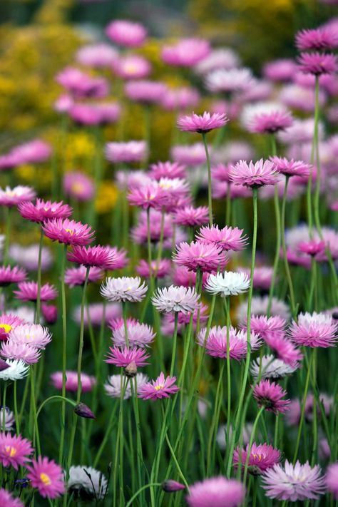 Garden Front Yard, Rose Garden Landscape, Australian Native Garden, Australian Wildflowers, Wild Flower Meadow, Australian Flowers, Meadow Garden, Australian Native Flowers, Australian Plants