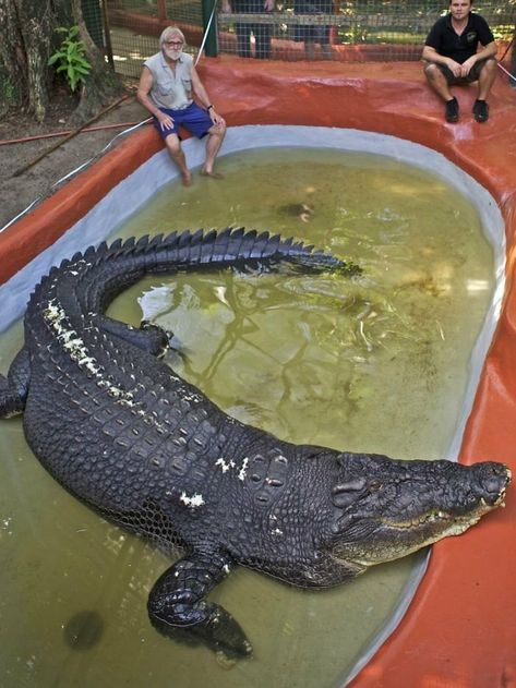 Cassius Clay, Lake Tanganyika, Nile Crocodile, Saltwater Crocodile, Giant Animals, Dangerous Animals, Big Animals, Crocodiles, Reptiles And Amphibians