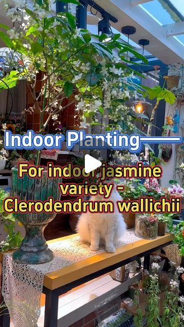 Clerodendrum Wallichii, Kuala Lumpur Malaysia, Plants Flowers, Indoor Garden, Kuala Lumpur, Indoor Plants, Home And Garden, The Originals, Plants