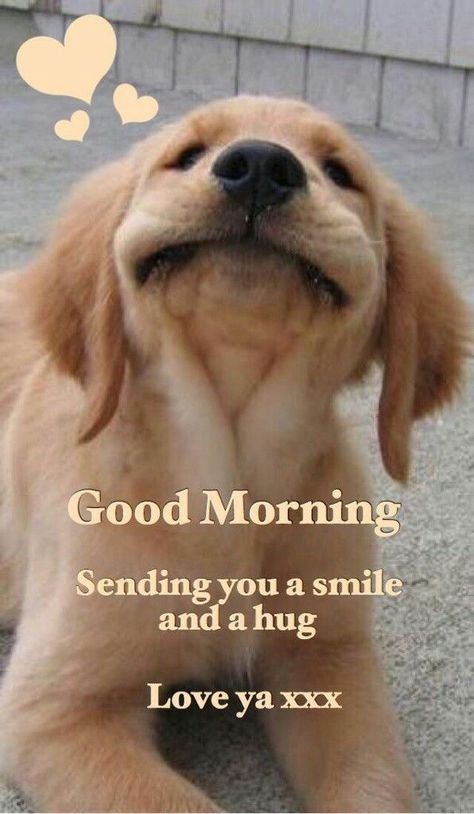 Good Morning Dog, Happy Day Quotes, Good Morning My Friend, Quotes Good Morning, Morning Memes, Good Morning Funny Pictures, Cute Good Morning Images, Good Morning Sunshine Quotes, Happy Morning Quotes