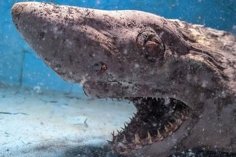 Inside eerie abandoned aquarium with mummified remains of dead ZOMBIE SHARK still in its tank | The US Sun Abandoned Aquarium, Zombie Shark, Dead Zombie, Sharp Teeth, Green Tank, Open Window, The Floor, Zombie, Animals